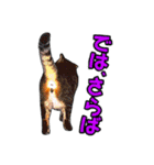 にゃにゃんと！ 猫スタンプ 1  改訂版（個別スタンプ：10）