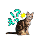 にゃにゃんと！ 猫スタンプ 1  改訂版（個別スタンプ：11）