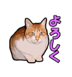 にゃにゃんと！ 猫スタンプ 1  改訂版（個別スタンプ：16）