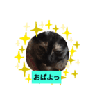 私のむぅ（個別スタンプ：6）