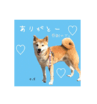 柴犬さばくんの日常で使えるスタンプ。（個別スタンプ：2）