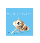 柴犬さばくんの日常で使えるスタンプ。（個別スタンプ：3）