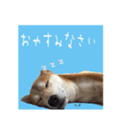柴犬さばくんの日常で使えるスタンプ。（個別スタンプ：4）