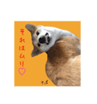 柴犬さばくんの日常で使えるスタンプ。（個別スタンプ：5）