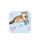 柴犬さばくんの日常で使えるスタンプ。（個別スタンプ：6）