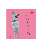 柴犬さばくんの日常で使えるスタンプ。（個別スタンプ：7）