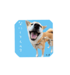 柴犬さばくんの日常で使えるスタンプ。（個別スタンプ：8）
