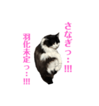 局所的な需要に応える猫スタンプ（個別スタンプ：1）