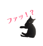 局所的な需要に応える猫スタンプ（個別スタンプ：7）