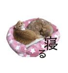 シュールなスコティッシュフォールド（個別スタンプ：14）