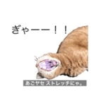 茶トラと毎日楽しく生きる（個別スタンプ：2）