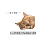 茶トラと毎日楽しく生きる（個別スタンプ：3）