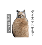 茶トラと毎日楽しく生きる（個別スタンプ：7）