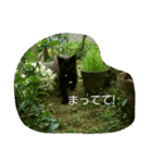 ネコトイッショ（個別スタンプ：10）