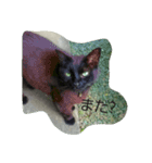 ネコトイッショ（個別スタンプ：11）