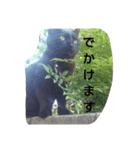 ネコトイッショ（個別スタンプ：12）