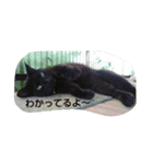 ネコトイッショ（個別スタンプ：13）