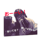 MKD STAMPS（個別スタンプ：24）