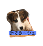 シュシュ5カ月（個別スタンプ：10）