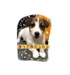 シュシュ5カ月（個別スタンプ：12）