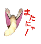 にゃんずの日々☆（個別スタンプ：1）