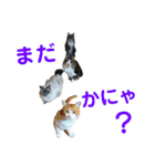 にゃんずの日々☆（個別スタンプ：9）