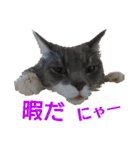 にゃんずの日々☆（個別スタンプ：10）