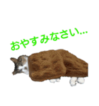 にゃんずの日々☆（個別スタンプ：11）