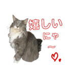 にゃんずの日々☆（個別スタンプ：12）