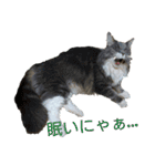 にゃんずの日々☆（個別スタンプ：14）