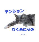にゃんずの日々☆（個別スタンプ：15）