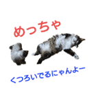 にゃんずの日々☆（個別スタンプ：19）