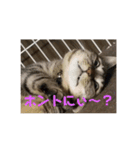 きまぐれ☆ちーこ 日常編（個別スタンプ：1）