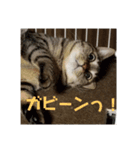 きまぐれ☆ちーこ 日常編（個別スタンプ：2）