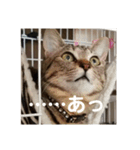 きまぐれ☆ちーこ 日常編（個別スタンプ：4）