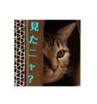 きまぐれ☆ちーこ 日常編（個別スタンプ：5）