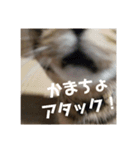 きまぐれ☆ちーこ 日常編（個別スタンプ：7）