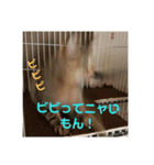 きまぐれ☆ちーこ 日常編（個別スタンプ：8）