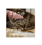 きまぐれ☆ちーこ 日常編（個別スタンプ：10）