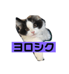 じぶん用スタンプ（個別スタンプ：1）