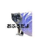 じぶん用スタンプ（個別スタンプ：5）