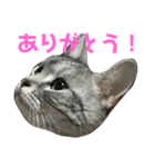 もも姫の日常スタンプ（個別スタンプ：7）