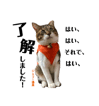 Jerry's Apo.②     ジェリー議員（ねこ）（個別スタンプ：1）