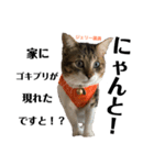Jerry's Apo.②     ジェリー議員（ねこ）（個別スタンプ：2）