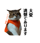 Jerry's Apo.②     ジェリー議員（ねこ）（個別スタンプ：3）