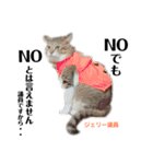 Jerry's Apo.②     ジェリー議員（ねこ）（個別スタンプ：4）