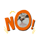 Jerry's Apo.②     ジェリー議員（ねこ）（個別スタンプ：5）