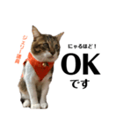 Jerry's Apo.②     ジェリー議員（ねこ）（個別スタンプ：6）