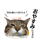 Jerry's Apo.②     ジェリー議員（ねこ）（個別スタンプ：7）