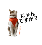 Jerry's Apo.②     ジェリー議員（ねこ）（個別スタンプ：8）